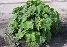 Cockelbur Cockelbur