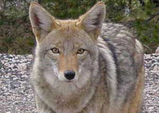 Coyote Coyote