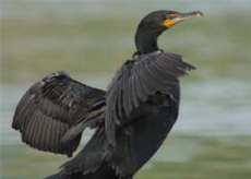 Double-Crested-Cormorant Double-Crested Cormorant