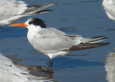 Elegant-Tern Elegant Tern