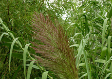 Giant-Reed Giant-Reed