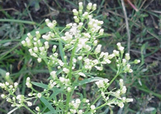 Horseweed Horseweed