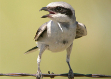 Loggerhead-Shrike Loggerhead Shrike