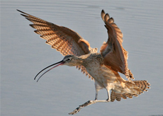 Long-Billed-Curlew Long-Billed Curlew