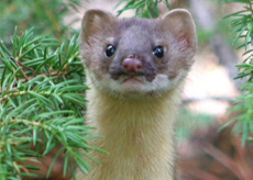 Long-Tailed Weasel
