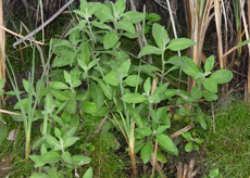 MarshFleabane Marsh Fleabane