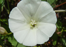 MorningGlory Morning Glory