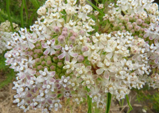 NarrowLeavedMilkWeed Narrow Leaved Milkweed