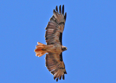 NorthernHarrier Red Tailed Hawk