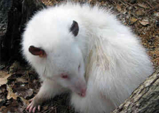 Oopossum Opossum