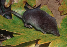Ornate-Shrew Ornate Shrew