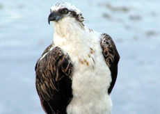 Osprey Osprey