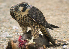 Peregrine Peregrine Falcon