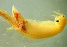 San_Diego_Fairy_Shrimp San Diego Fairy Shrimp