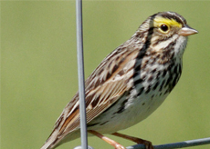 Savannah-Sparrow Savannah Sparrow