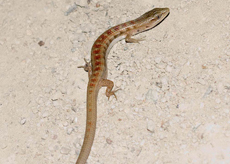 Southern-Alligator Southern Alligator Lizard