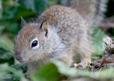 Squirrel California Ground Squirrel