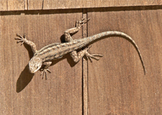 Western-Fence-Lizard Western Fence Lizard