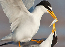 Western-Least-Tern California Least Tern
