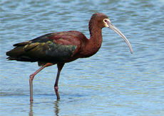 White-Faced Ibis White-Faced Ibis