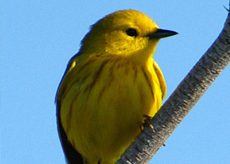 Yellow-Warbler Yellow Warbler