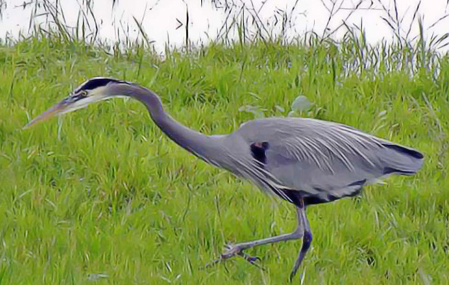 Blue Heron in Banning Ranch grasslands. Photo courtesy of Save Newport Banning Ranch.