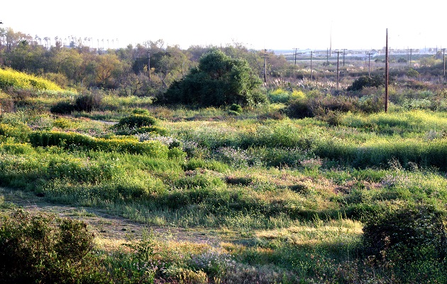 Banning-Ranch-Spring-E