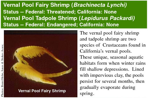 San Diego Fairy Shrimp paper_crop