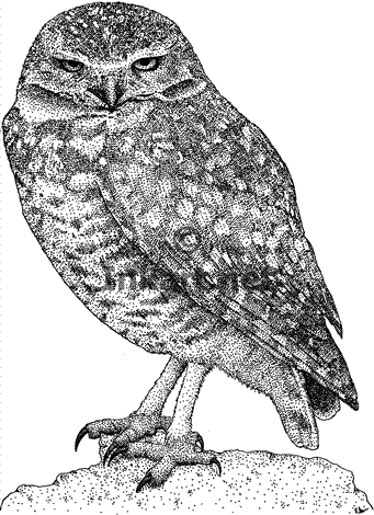 burrowing_owl