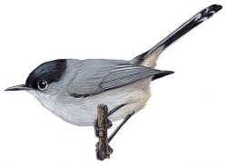 ca gnatcatcher drawing