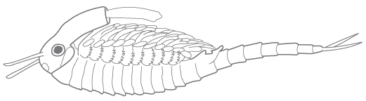 fairy-shrimp-outline-01