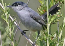 California Gnatcatcher California Gnatcatcher