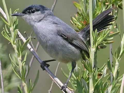 The entire Banning Ranch is federally-declared critical habitat for the California Gnatcatcher.