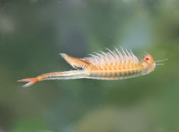 Banning Ranch contains Orange County's only federally declared critical habitat for the San Diego Fairy Shrimp.