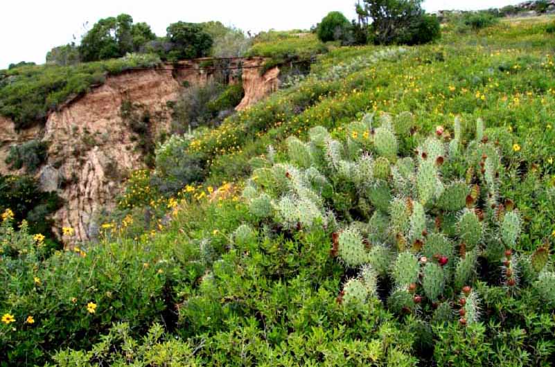 A bluff and native plants on the Randall Preserve.