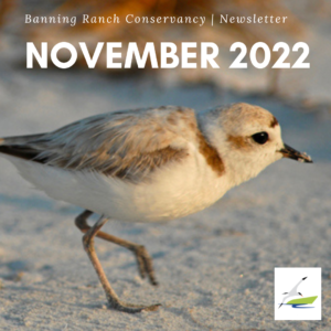A snowy plover walking on sand with the BRC name and logo indicating this is the November 2022 Newsletter